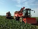 agrovital
